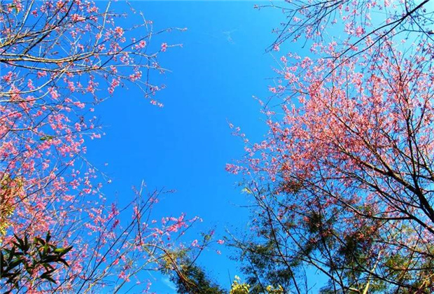 普洱旅游：普洱的櫻花正盛開，映紅了藍天，映紅了森林……